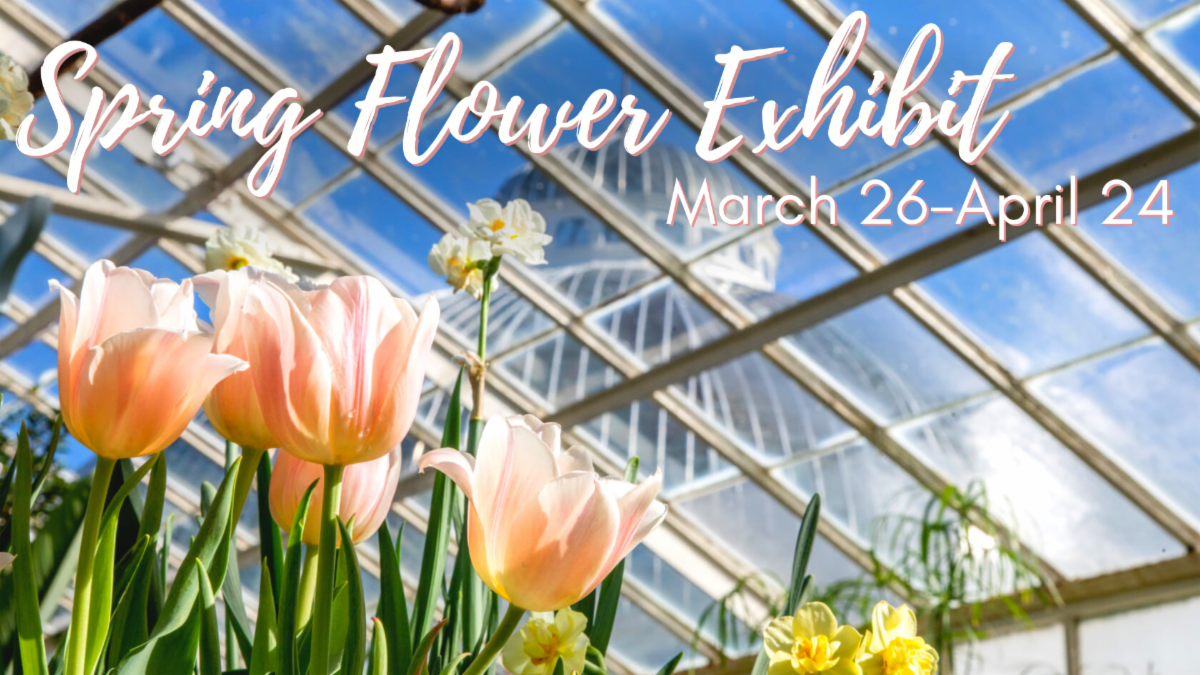 Botanical Gardens Spring Flower Exhibit returns All WNY