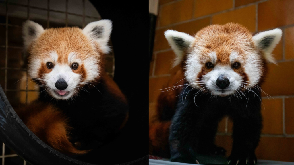 Buffalo Zoo trades red pandas with Colorado zoo - All WNY