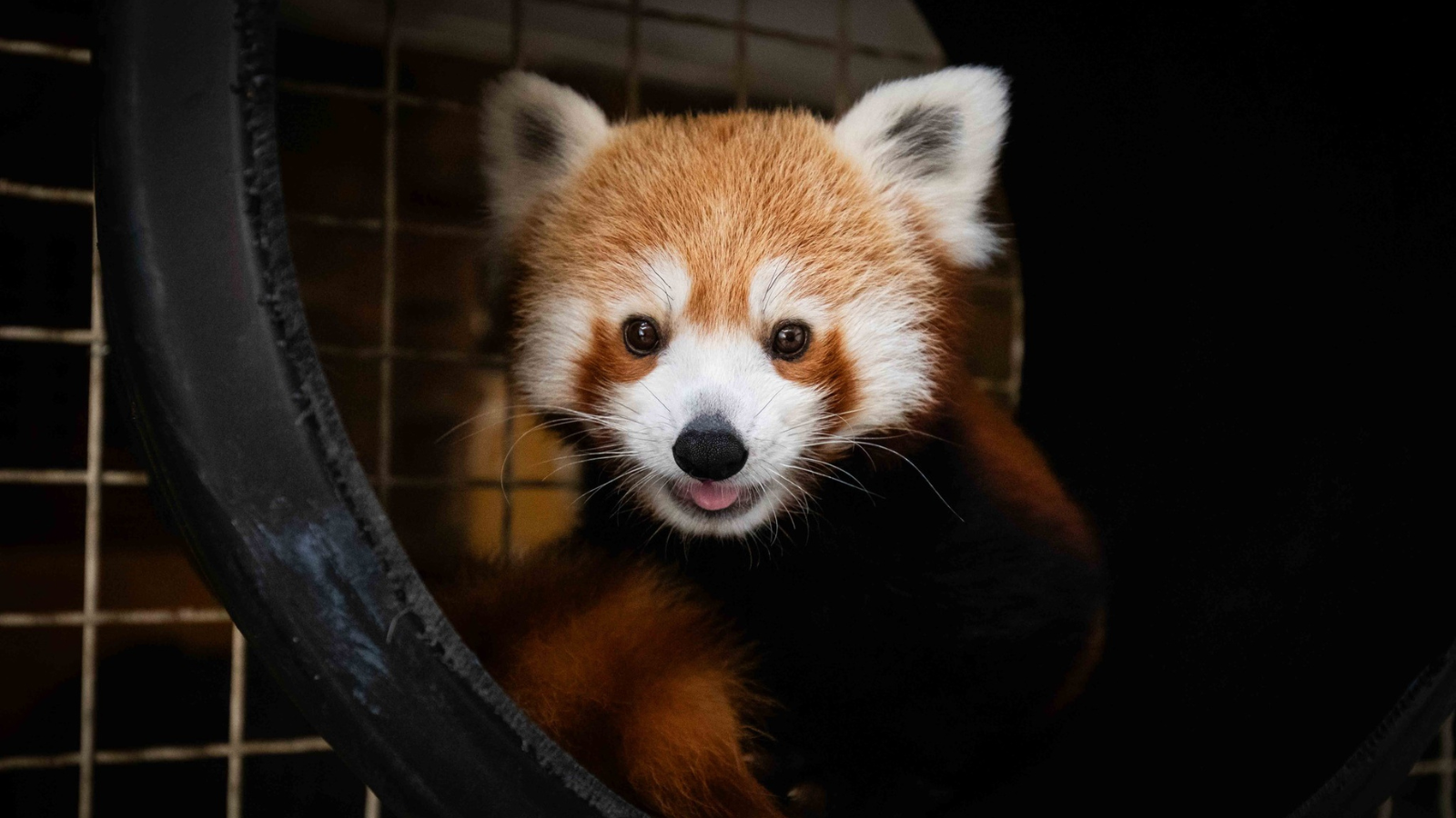 Buffalo Zoo trades red pandas with Colorado zoo - All WNY