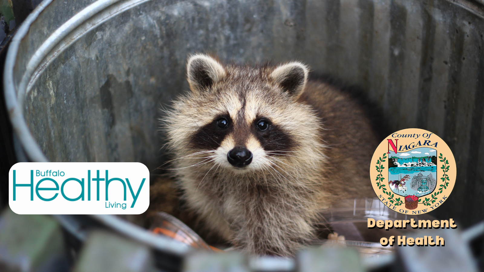 Report Raccoon BUFFALO HEALTHY LIVING: Niagara County Department of Health reports ...
